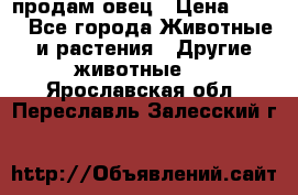  продам овец › Цена ­ 100 - Все города Животные и растения » Другие животные   . Ярославская обл.,Переславль-Залесский г.